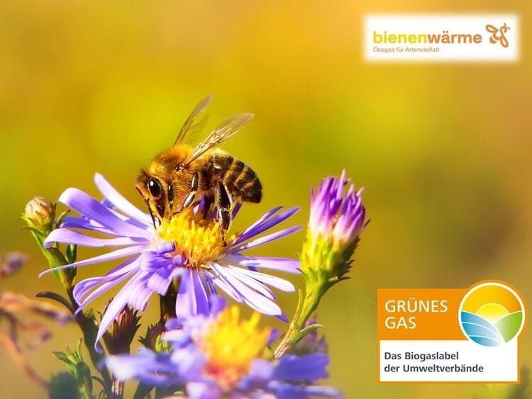 Mit Energie Landschaften aufblühen lassen – das ist das Motto von Bienenwärme. Bienenwärme ist das neue Ökogas-Produkt der Marke Bienenstrom.