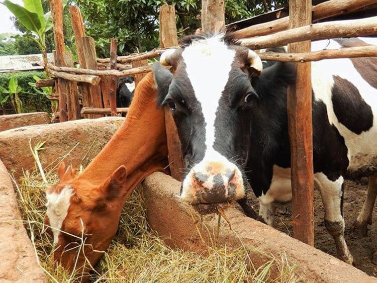 Dank ihrer Tiere sind die Haushalte mit Biogasanlage autark in Bezug auf die Ressource Brennmaterial. Foto: atmosfair