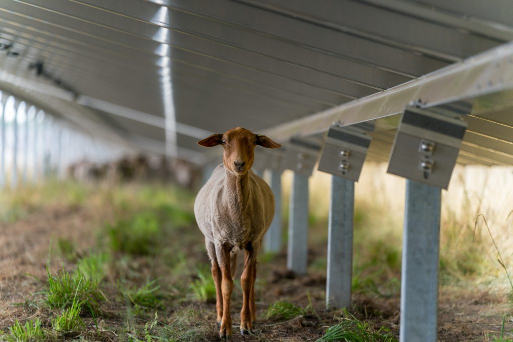 Schaf unter Solarpaneele