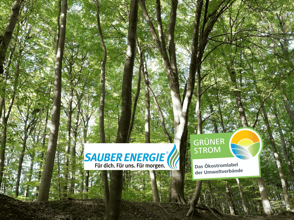 Für einen gesunden Wald: SAUBER ENERGIE und Grüner Strom Label e.V.