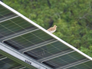 Feldlerche auf Solarmodul