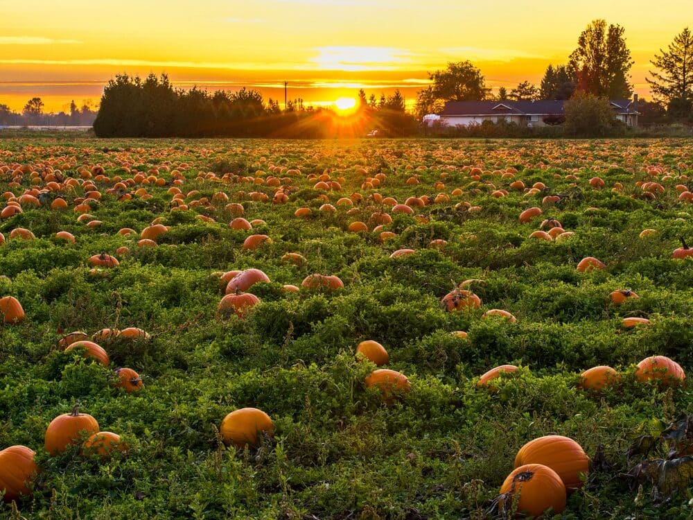 Picture of a green field full of pumpkins in the sunset