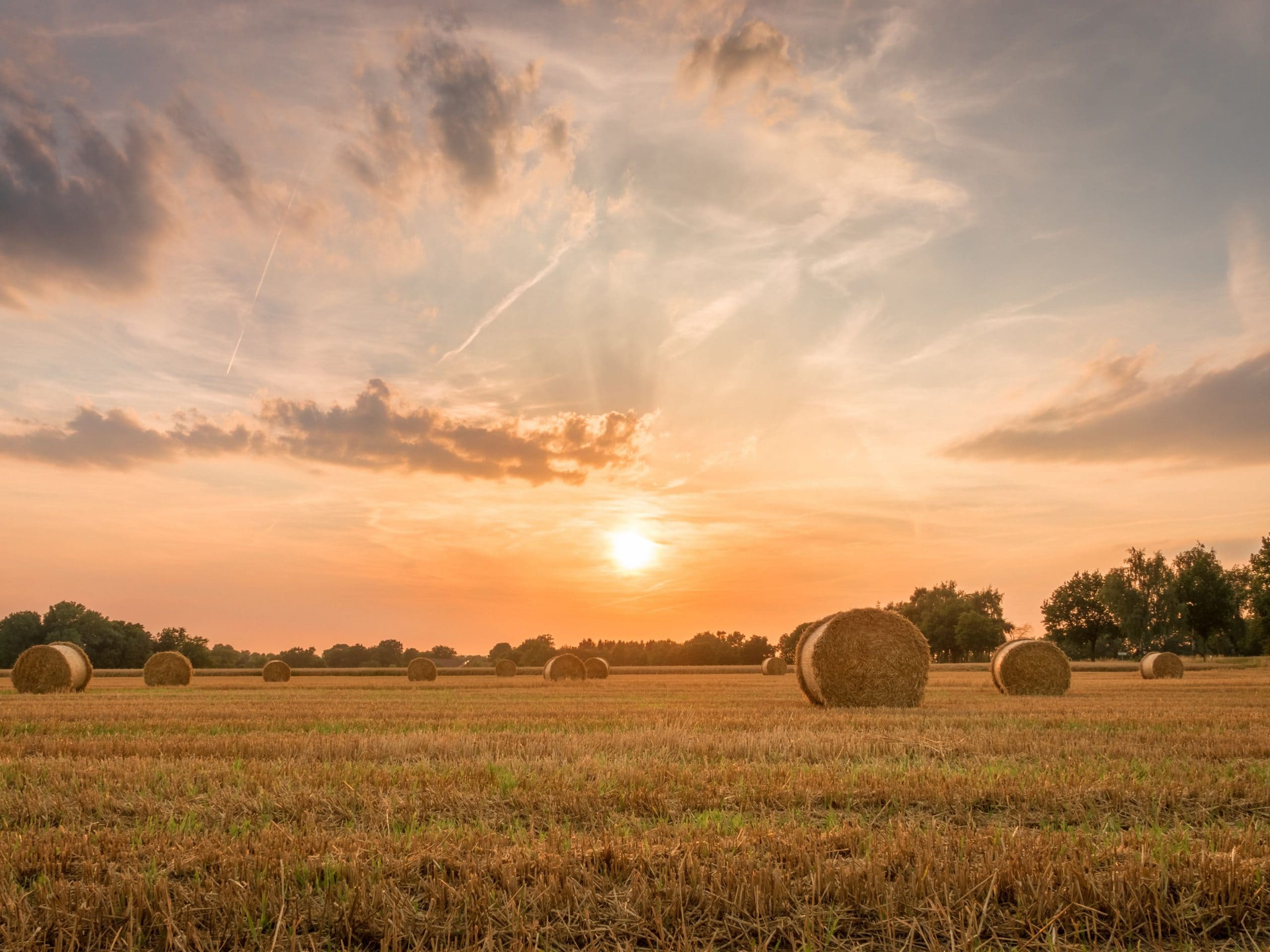 A photo of a field with hay bales in the orange evening/morning sun