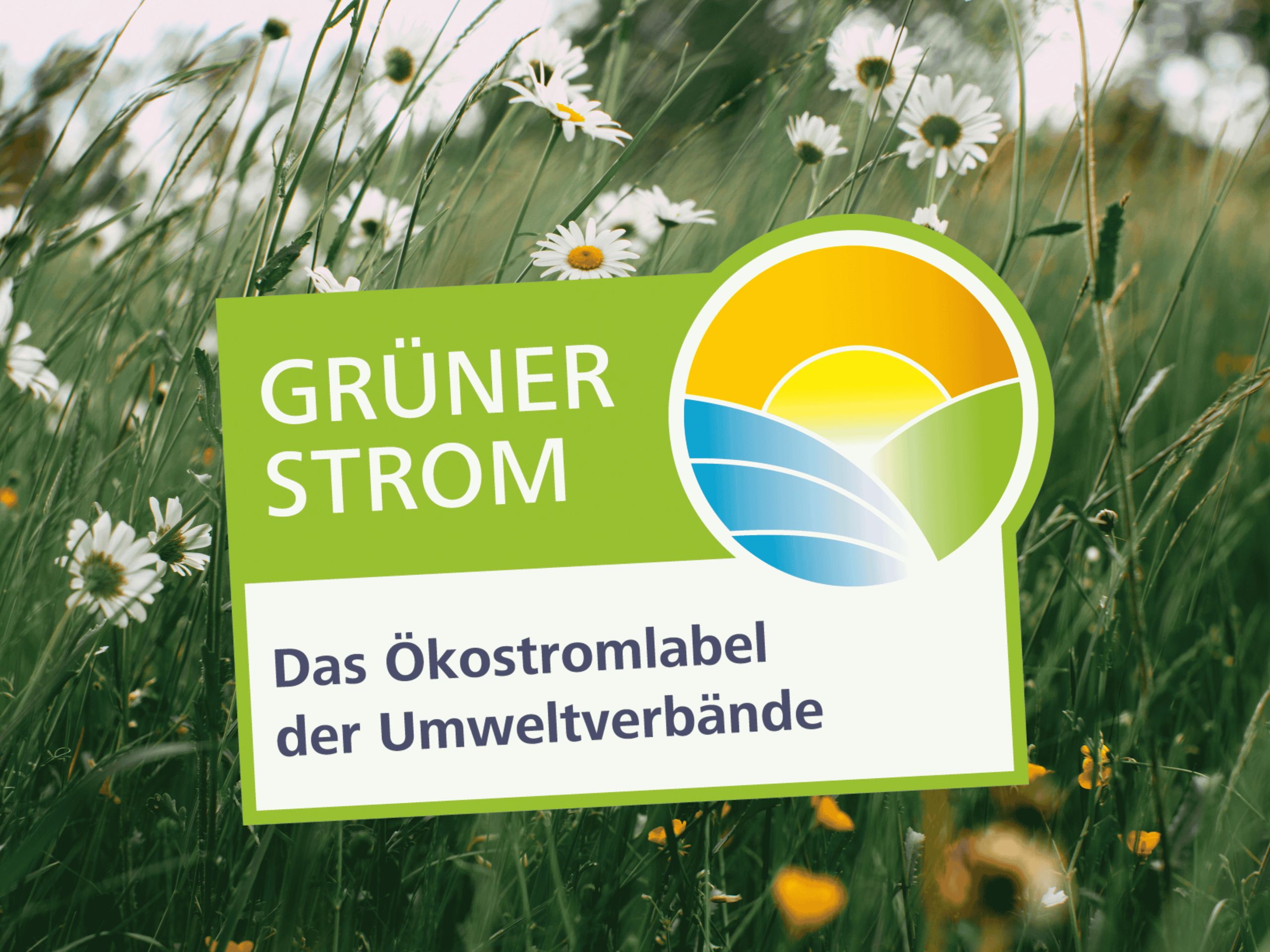 Grüner Strom-Label vor Wiese mit Gänseblümchen