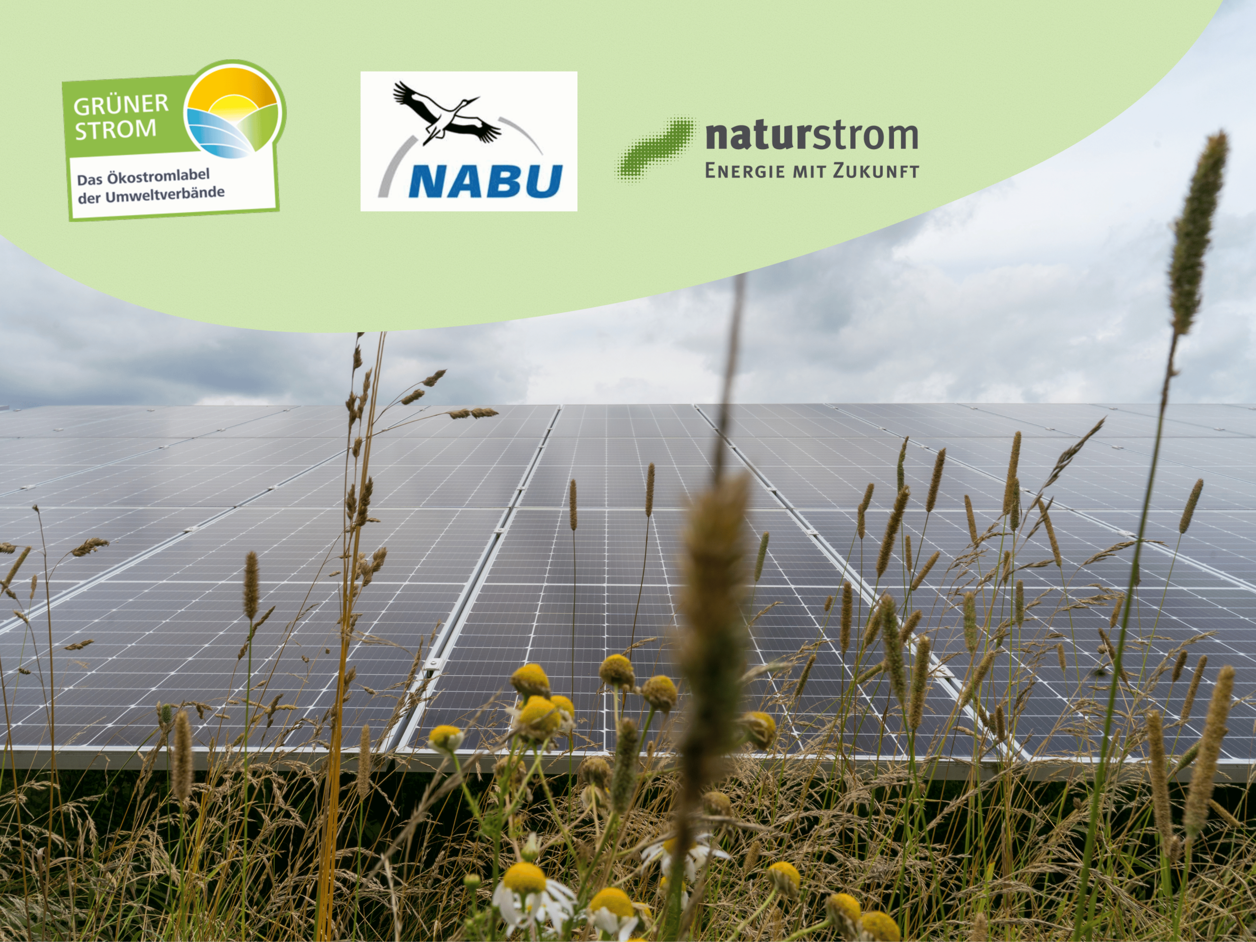 Wildblumenwiese vor Solarpaneelen