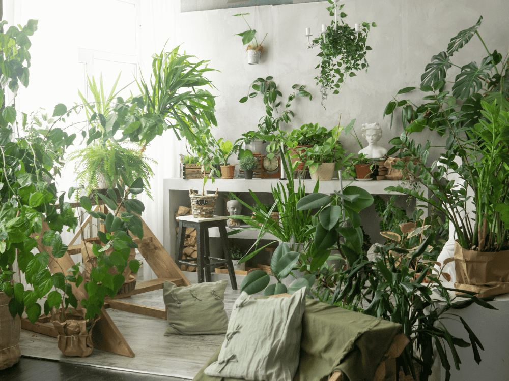 Photo of a white room with lots of green plants